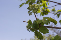 Sambucus kamtschatica