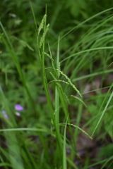 Carex gracillima
