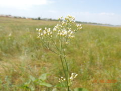 Eremogone longifolia