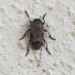 Sternidius mimeticus