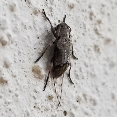 Sternidius mimeticus