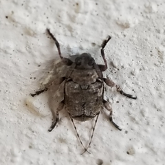 Sternidius mimeticus