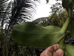 Epidendrum macroophorum