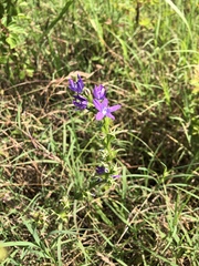 Triodanis lamprosperma