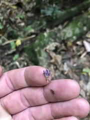 Ramariopsis pulchella