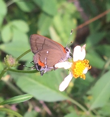 Electrostrymon angelia