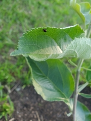 Cryptocephalus quadruplex