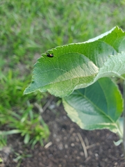 Cryptocephalus quadruplex