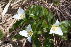 Trillium camschatcense