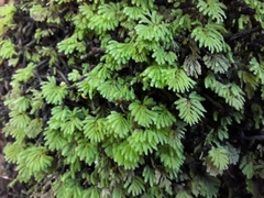 Catharomnion ciliatum