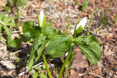 Trillium camschatcense