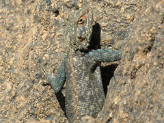 Agama tassiliensis