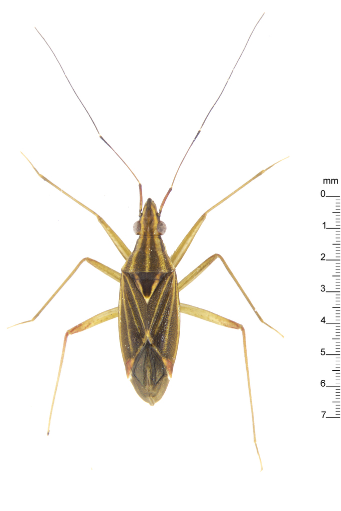 Rhinocylapus