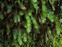 Symphyogyna subsimplex