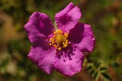 Rosa minutifolia