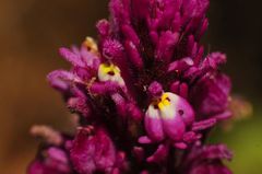 Castilleja exserta exserta
