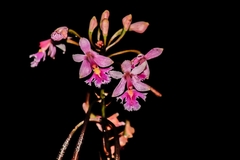 Epidendrum calanthum