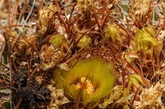 Ferocactus viridescens
