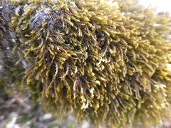 Herbertus aduncus