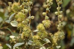 Ambrosia chenopodiifolia