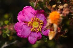 Rosa minutifolia