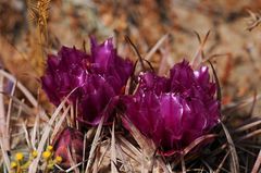 Ferocactus fordii borealis