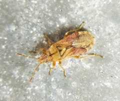 Orsillus depressus
