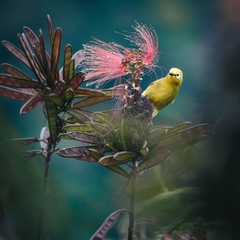 Zosterops stuhlmanni