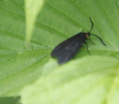 Acoloithus falsarius
