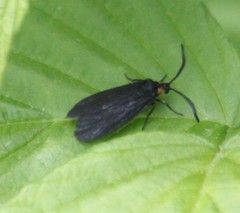 Acoloithus falsarius