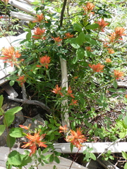 Castilleja miniata dixonii