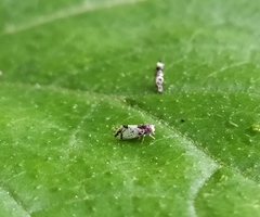 Cacopsylla pulchella