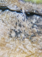 Cladosporium herbarum