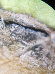 Cladosporium herbarum