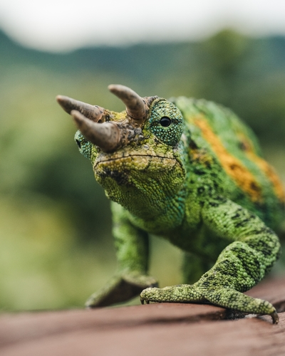 Johnston's Chameleon