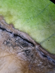 Cladosporium herbarum