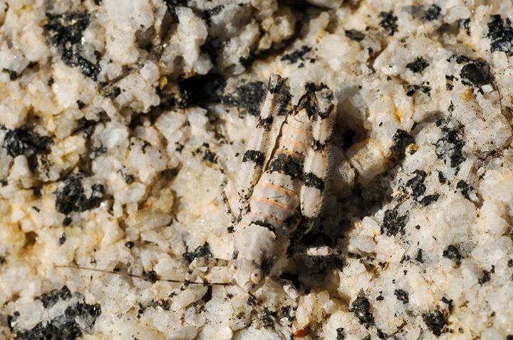 Tanaocerus rugosus