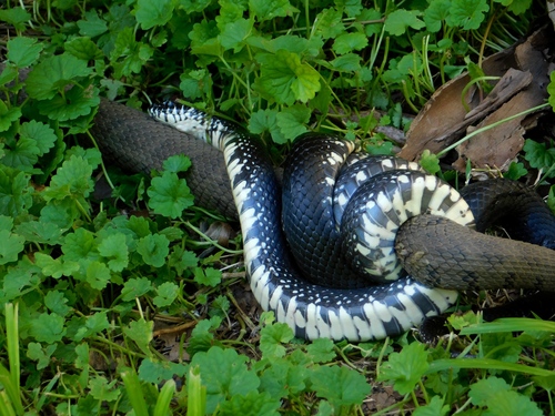 Black Kingsnake photographed in Tennessee