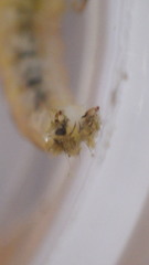 Glossosoma nigrior