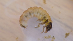 Glossosoma nigrior