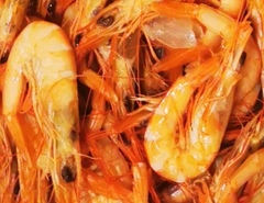 Parapenaeus longirostris