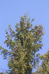 Picea jezoensis jezoensis