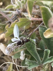 Aethecerinus latecinctus