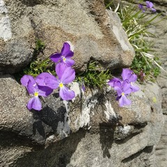 Viola ferrarinii