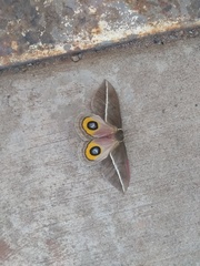 Automeris zephyria