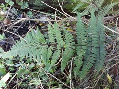 Hypolepis rufobarbata