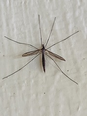 Tipula
