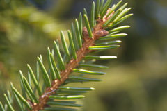 Picea jezoensis jezoensis