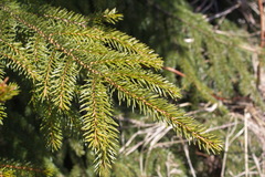 Picea jezoensis jezoensis