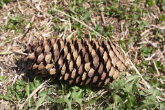 Picea jezoensis jezoensis